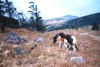 Wild Ponies near Mt. Rogers